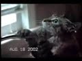 Funny Cats 4 Funny Cats 4