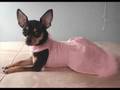 My chihuahua, Tinky. :)