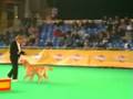 videos de Doggydance