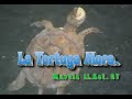 TORTUGA MORA VS GALAPAGO LEPROSO