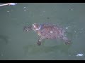 TORTUGA MORA VS GALAPAGO LEPROSO