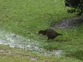 Weka Video Weka Video