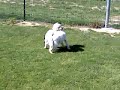 taz et ganache