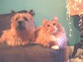 Cat and Dog in (almost) Perfect Harmony