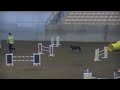 Morgan USDAA Start Jumpers 10-16-09.avi
