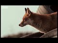 European city invasion - Wild Europe