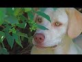 Two White Dogs