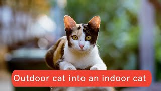 How to change an outdoor cat into an indoor cat Updated 2022