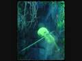 Danse Macabre - Saint-Saens