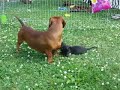 Oscar Mayer Wienerdog
