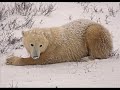 Tenley Thompson Photograpy Presents: Polar Bears Tenley Thompson Photograpy Presents: Polar Bears