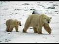 Tenley Thompson Photograpy Presents: Polar Bears