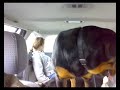 Beautiful Rotties Beautiful Rotties