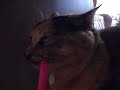 Click here to watch this video トイレ・タイム。