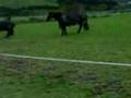 videos de rupert eatin.3GP