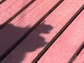 Fiddle Shadow Puppet