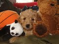 Australian Labradoodle Puppies for Sale