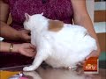 44-Pound Fat-Cat Does It Early