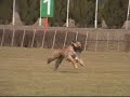21.03 Afghan Hound p3.wmv