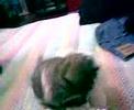 su mascotita doky de valeria arleth de villasol