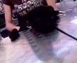Pug video