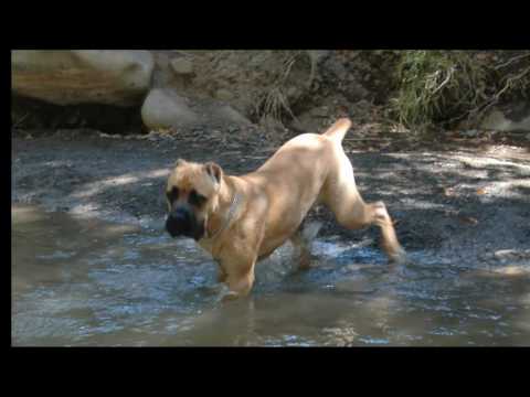 cane corso