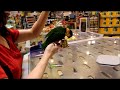 Dancing Bird