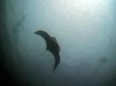 Laurie diving with Hin Daeng Manta
