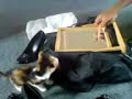 踊るネコ動画