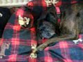 Peaceful Pups