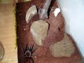 Edie a mys - Brachypelma Vagans