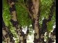 Festival da Jabuticaba