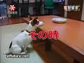 Super DOG - Www.AntiregetoN,coM