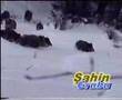 DOMUZ S�R�S� 5 �L� 1 YARALI
