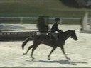 Flash Gordan (Pony For Sale) Flash Gordan (Pony For Sale)