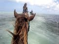 Grand Cayman Island - Pampered Ponies - Swimming Horses - August 2009