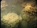 Inside the Coral Reef