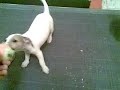 Jack Russell terrier Foxi cu minjea