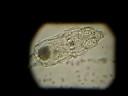 Protozoario rotando