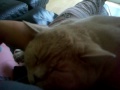 koochi koo^..^