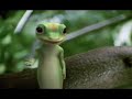 geckham   beckhams voice put to the geico gecko 