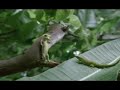 geckham   beckhams voice put to the geico gecko 