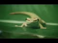 geckham   beckhams voice put to the geico gecko 