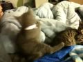 Kittens with new collars