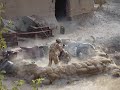 3 para afghanistan pt 2