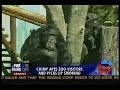 Smoking Chimp