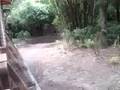 videos de Disney 2008 - Animal Kingdom - Dennis....!!!!!