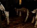 koe met neus piercing met ketting cow with nose piercing wit