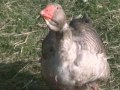 Feathers and Frolics