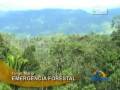 Se han talado 700 mil hectareas de bosques en la selva central